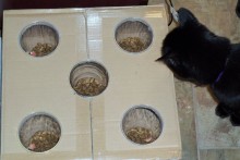 DIY-Cat-Foraging-Food-Bowl