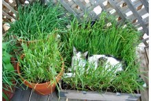 DIY-Cat-Grass-Nest
