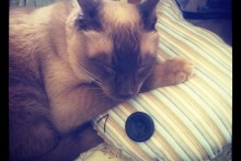 DIY-Cat-Pillow