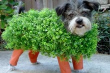 DIY-Chia-Pet-Dog-Costume