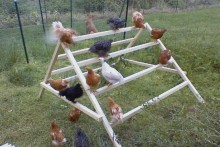 DIY-Chicken-Jungle-Gym