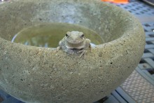 DIY-Concrete-Garden-Water-Bowl