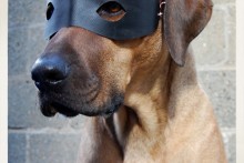 DIY-Dog-Bandit-Mask