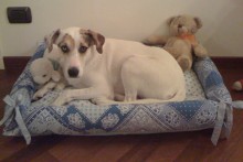 DIY-Dog-Bed