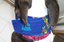DIY-Dog-Cooling-Collar