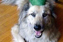 DIY-Dog-Crown