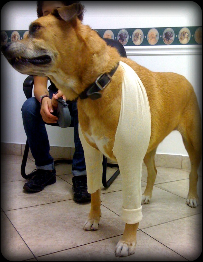Amazon.com: GOTOTOP Dog Leg Brace Hind Legs Protector, Elbow Brace Dog Knee  Brace Joint Brace Adjustable pet Knee Pads for Dog hind Leg Recovery(m-HJ25  Double Back Leggings Black) : Pet Supplies