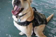 DIY-Dog-Hiking-Backpack
