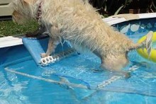 DIY-Dog-Pool-Ramp