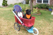 DIY-Dog-Stroller