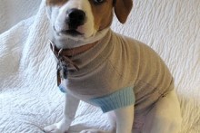 DIY-Dog-Sweater