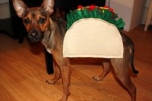 DIY-Dog-Taco-Costume