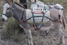 DIY-Donkey-Pack-Saddle