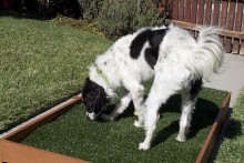 DIY-Draining-Patio-Dog-Potty