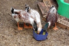DIY-Duck-Feed