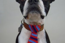 DIY-Fabric-Dog-Collar-Accessories