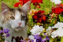 DIY-Flowerbed-Cat-Deterrant