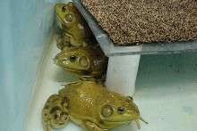 DIY-Frog-Perch
