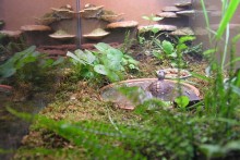 DIY-Fungi-Vivarium-Decor