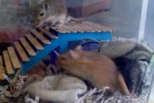 DIY-Gerbil-Platform