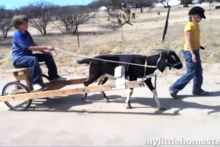 DIY-Goat-Cart