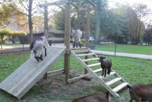 DIY-Goat-Climbing-Gym
