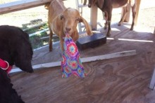 DIY-Goat-Handkerchief-Trick