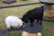 DIY-Goat-Kid-Playground