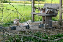 DIY-Goat-Porch-Swing