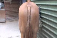 DIY-Horse-Tail-Plaiting