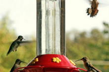 DIY-Humming-Bird-Nectar