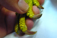 DIY-Iguana-Claw-Trimming
