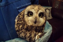 DIY-Injured-Owl-Rescue