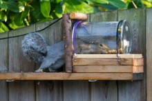DIY-Jar-Squirrel-Feeder