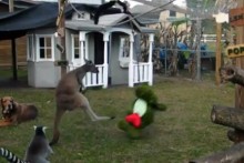 DIY-Kangaroo-Boxing-Toy