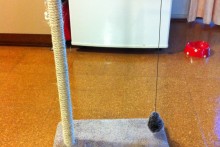 DIY-Magnetic-Pendulum-Cat-Toy