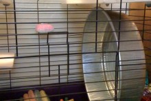 DIY-Metal-Pan-Hamster-Wheel1