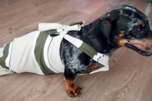 DIY-Paralyzed-Dog-Drag-Bag