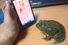 DIY Phone App Frog Game