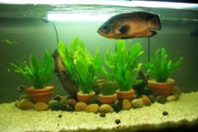 DIY-Potted-Aquarium-Plants