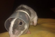 DIY-Rat-Cone-Collar