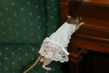 DIY-Rat-Dress