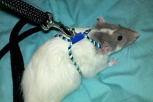 DIY-Rat-Harness