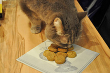 DIY-Salmon-Cat-Treats