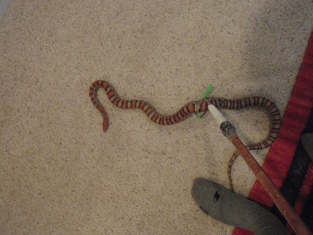 DIY Snake Hook Stick 
