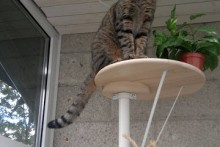 DIY-Stolmen-Cat-Ladder
