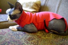 DIY-Sweatshirt-Cat-Sweater