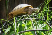 DIY-Tortoise-Friendly-Landscaping