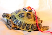 DIY-Tortoise-Tracker