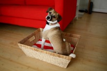 DIY-Towel-Pad-Basket-Bed